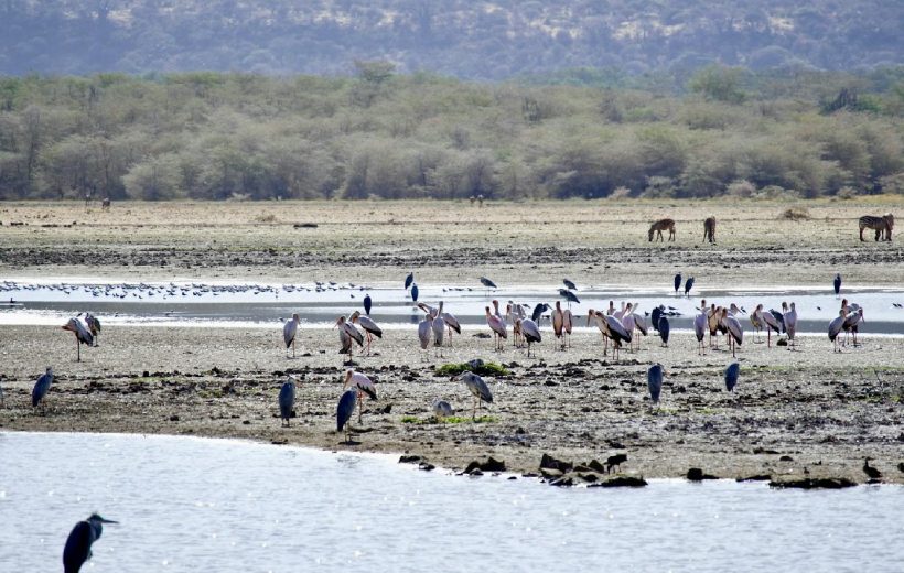 4 Days Tanzania Safari Extension