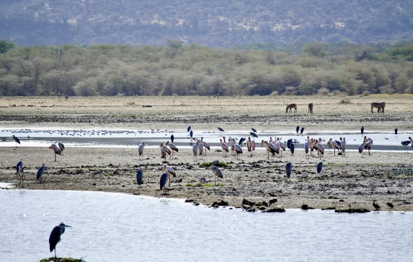 4 Days Tanzania Safari – Northern Circuit