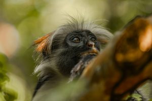 Jozani Forest Tour Zanzibar – Home of the Red Colobus Monkey