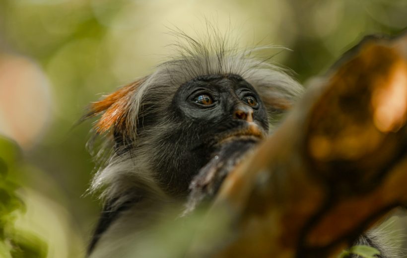 Jozani Forest Tour Zanzibar – Home of the Red Colobus Monkey