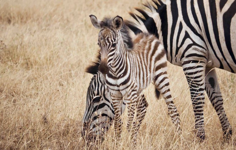 5 Days Tanzania Safari – Northern Circuit