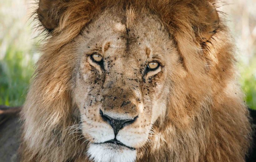 5 Days Tanzania Group Safari Adventure