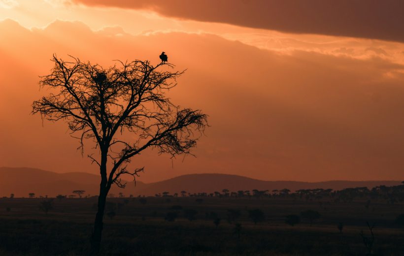 8 Days Tanzania Wildebeest Migration Safari Adventure